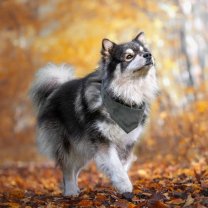 Service promeneur chien