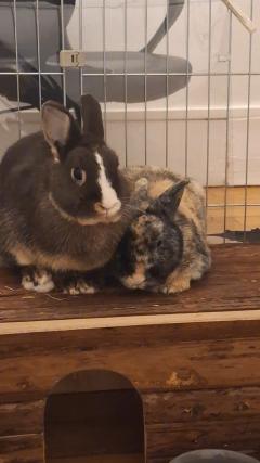 Service garde lapin