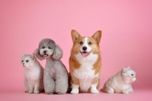 Service garde animaux