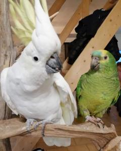 Service oiseaux