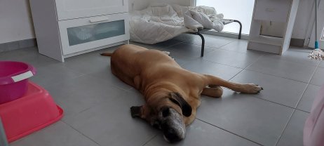 Service chien