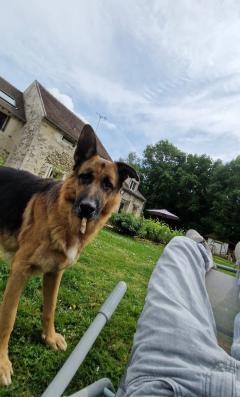Service promeneur chien
