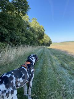 Service promeneur chien
