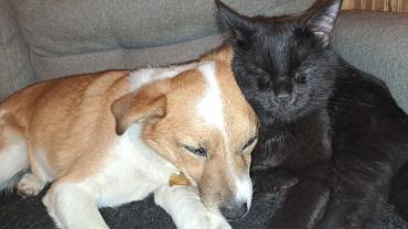 Service garde animaux