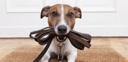 Service garde animaux