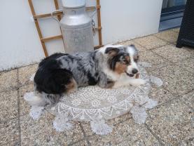 Service chien