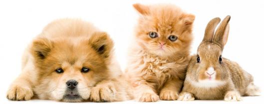 Service garde animaux