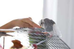 Service oiseaux