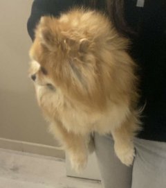 Service chien