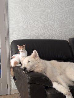 Service garde animaux