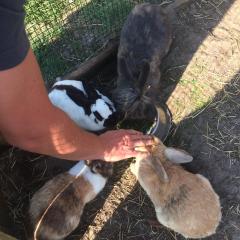 Service garde animaux