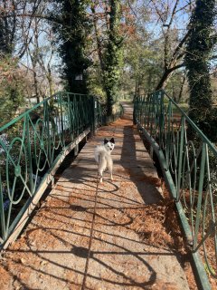 Service promeneur chien