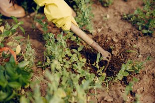 Location jardin potager