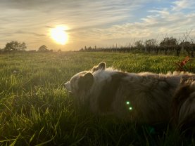 Service promeneur chien