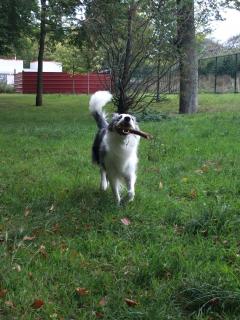 Service chien