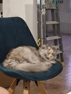 Service chat