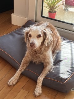 Service chien