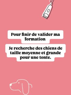 Service toilettage chien