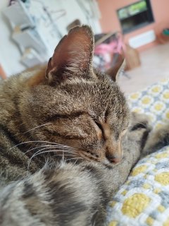 Service garde animaux