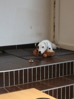 Service promeneur chien