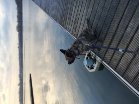Service chien