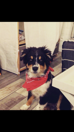 Service chien