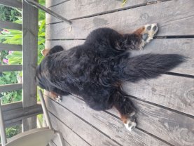 Service garde animaux