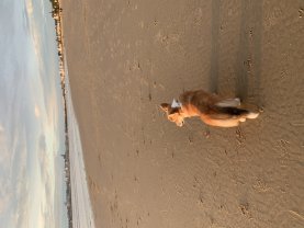 Service promeneur chien