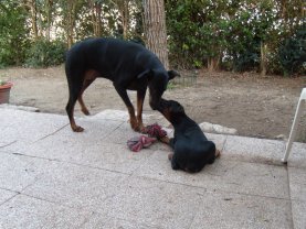 Service promeneur chien