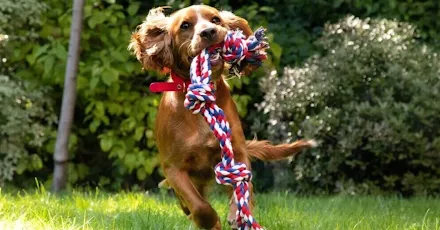 Service garde animaux