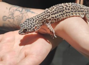 Service reptile