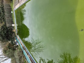 Location robot piscine
