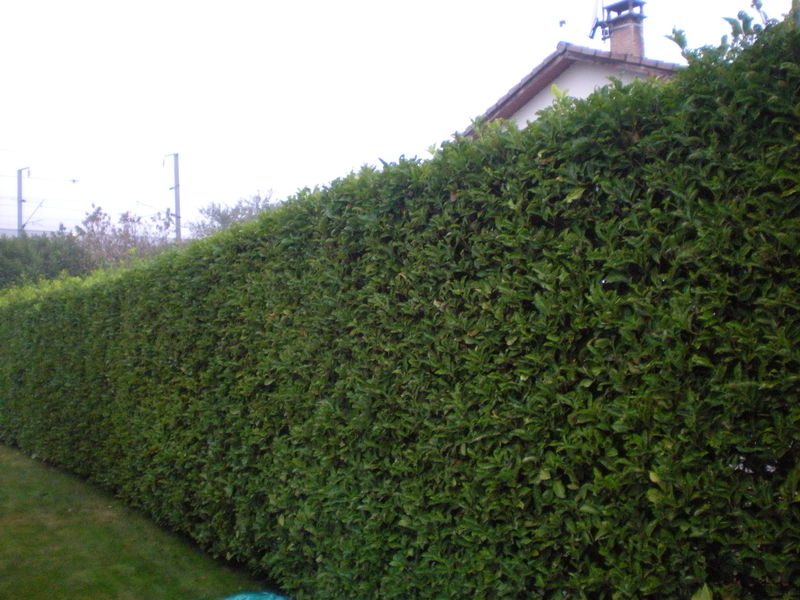 Location taille haie entre particuliers (13)
