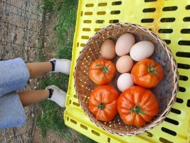 Location jardin potager