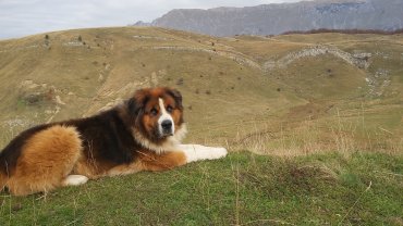 Service garde animaux