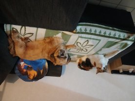 Service garde animaux