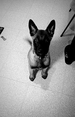 Service promeneur chien