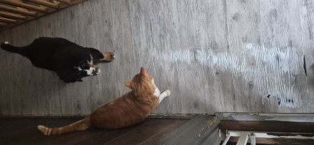 Service garde animaux