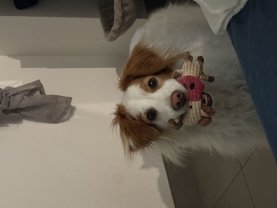 Service garde animaux