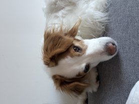 Service promeneur chien