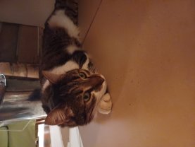 Service garde animaux
