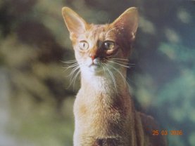 Service garde animaux