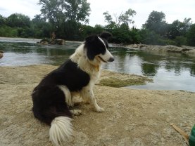 Service promeneur chien