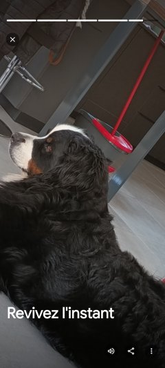 Service chien