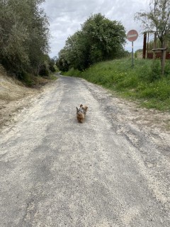 Service promeneur chien