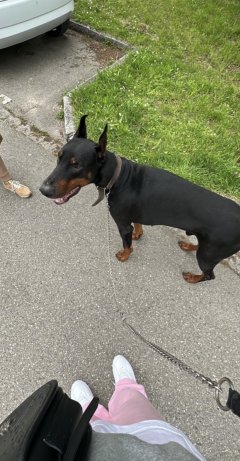 Service promeneur chien