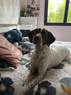 Service garde animaux