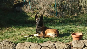Service chien