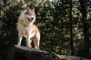 Service garde animaux