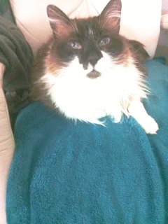 Service garde animaux